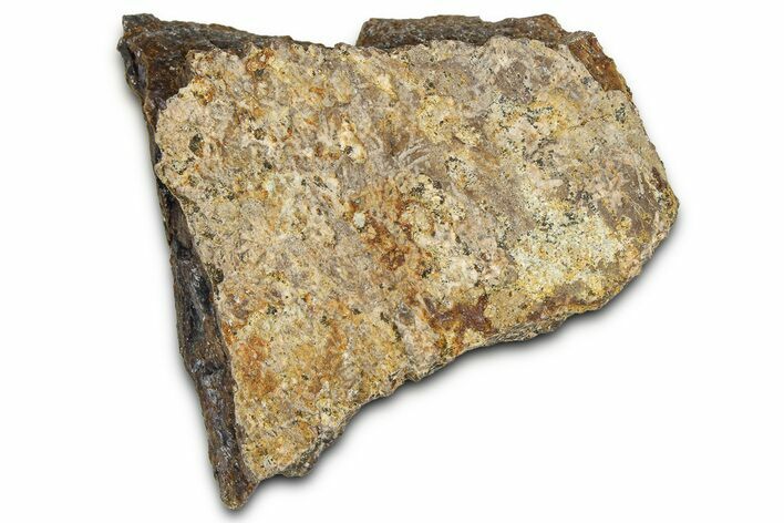 Dinosaur (Triceratops) Frill Shield Section - Montana #366645
